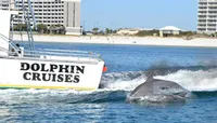 Alabama Gulf Coast Dolphin Cr...