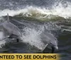 Two dolphins are leaping out of the water next to each other with a caption that reads GUARANTEED TO SEE DOLPHINS below them