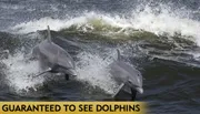 Two dolphins are leaping out of the water next to each other with a caption that reads 